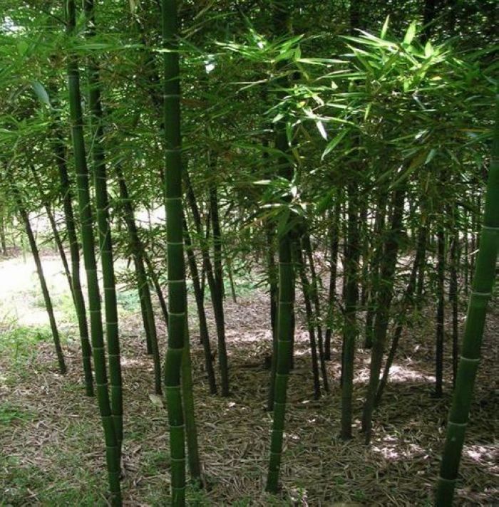 斑竹根