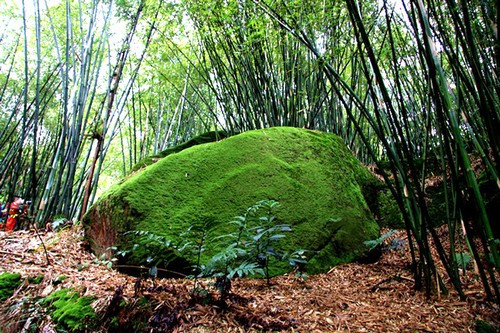 青山翠竹 百度百科