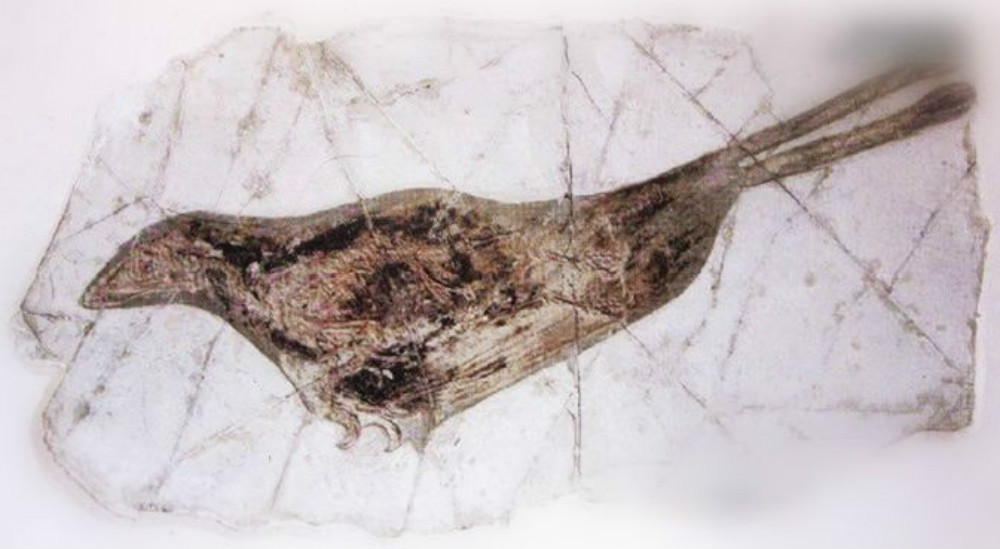 介形类化石