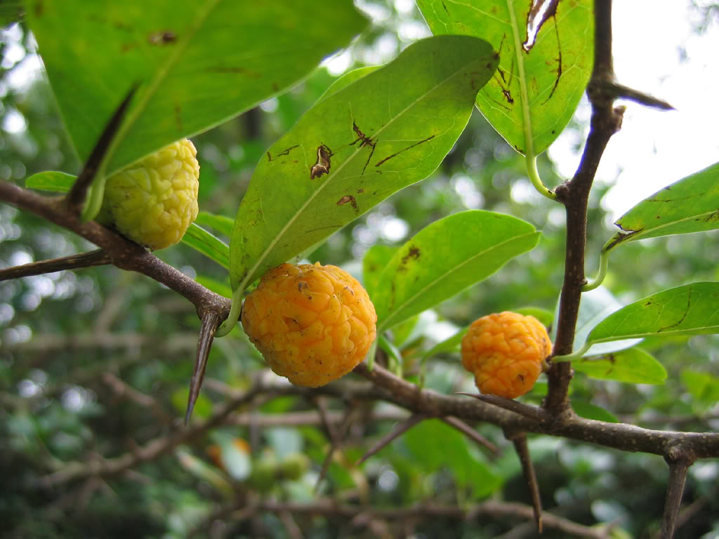  p>构棘(学名: i>maclura cochinchinensis  /i>(loureiro) corner)是