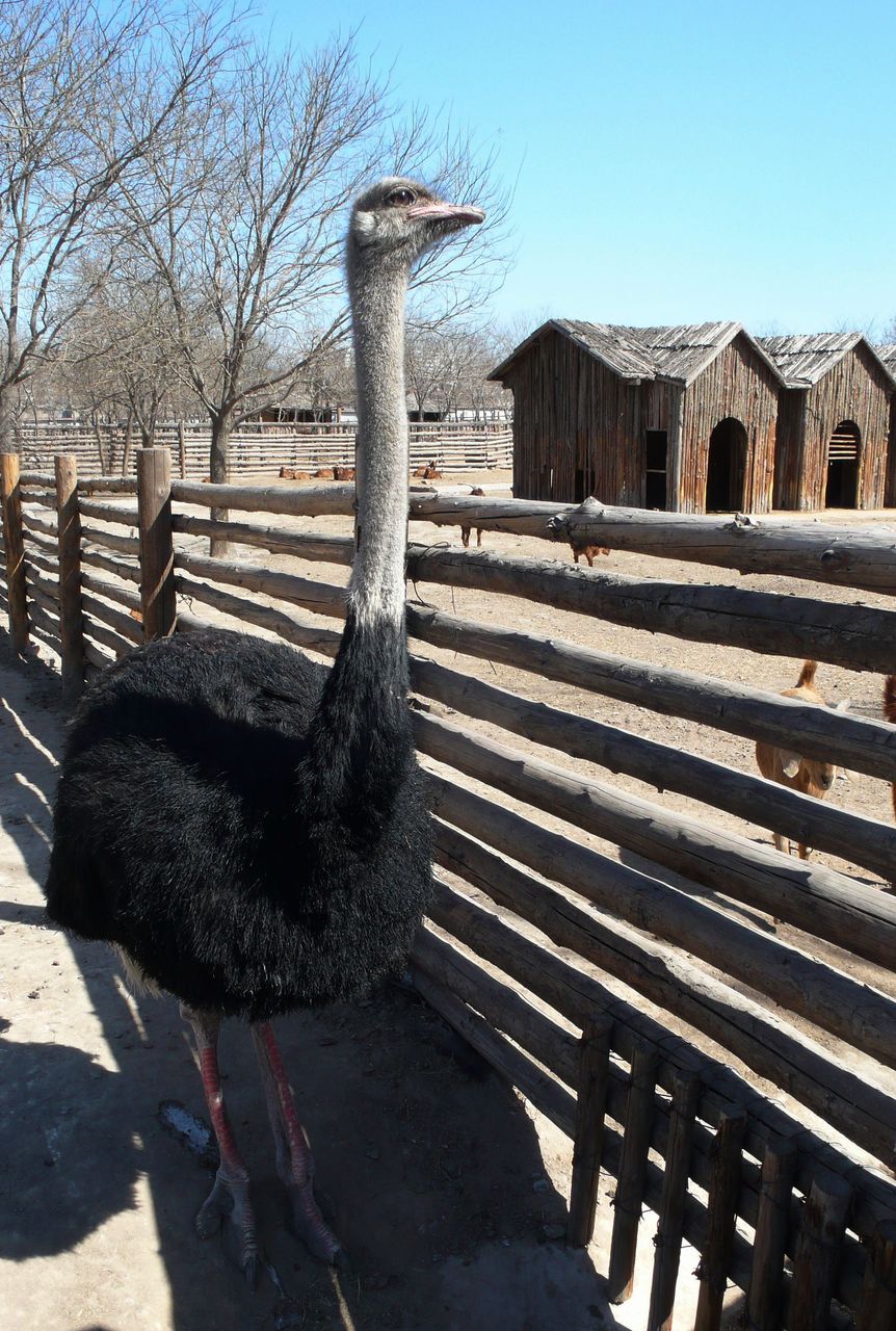  p>太原动物园是城市绿地系统中以履行对野生动物实施野外救护,异地