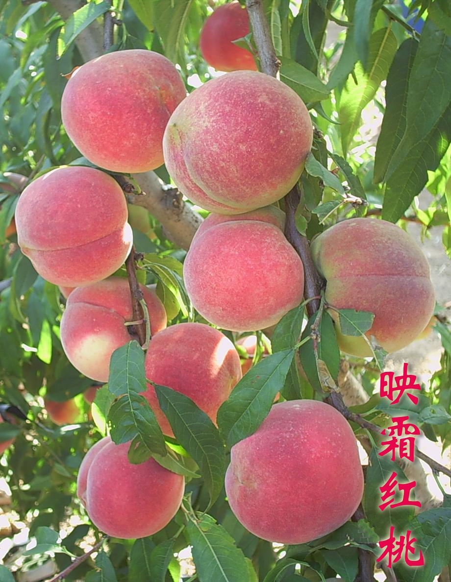  p>冬雪王桃是冬季成熟,春节上市的极晚熟桃新品种,桃苗基地多数在