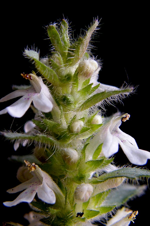  p>夏枯草(学名: i>prunella vulgaris  /i>l),别名:麦穗夏枯草,铁线