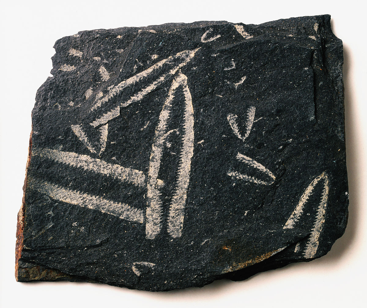  p>对笔石是 b>古 /b> b> a href="#" data-lemmaid="149803">无脊椎