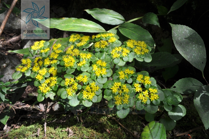 p>四芒景天(学名:sedum tetractinum)为景天科景天属的植物,是我国的