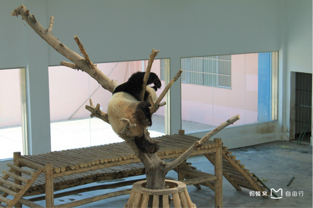 阆中市熊猫乐园