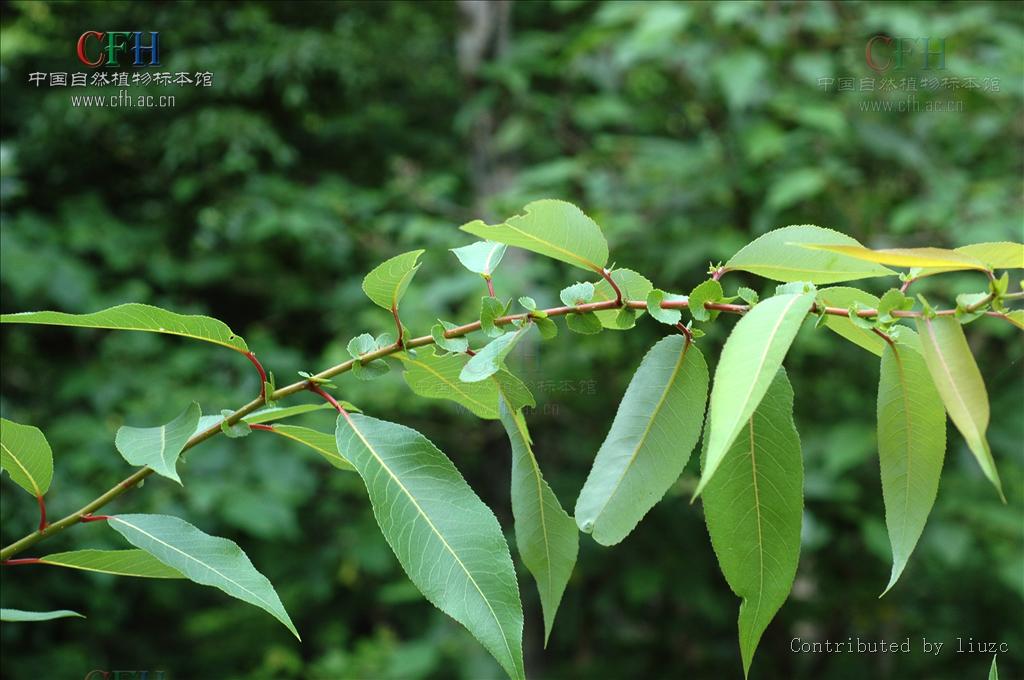  p>腺柳(学名: salix chaenomeloides kimura)小 a href="#" data