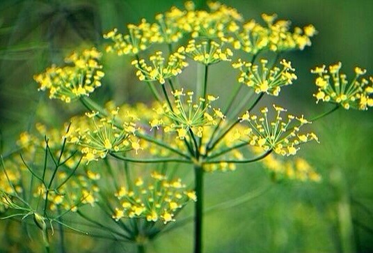 伞形科孜然芹属的一年生或二年生草本植物,除果实外全株光滑无毛;叶柄