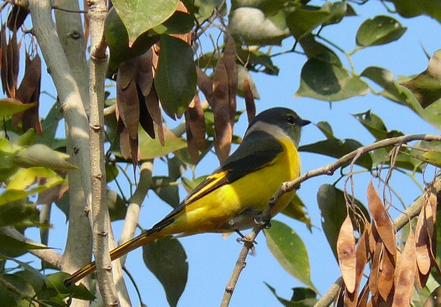  p>长尾山椒鸟(学名: i>pericrocotus ethologus /i>)为山椒鸟科山椒