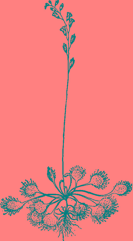  p>叉梗茅膏菜(学名:drosera rotundifolia var.