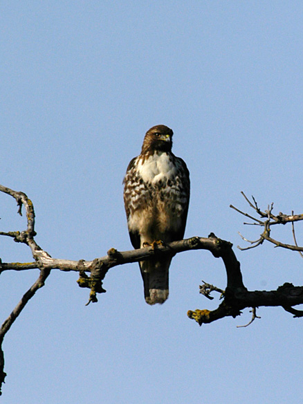  p>红尾鵟(学名: i>buteo jamaicensis /i>):是分布在北美的鵟属各种
