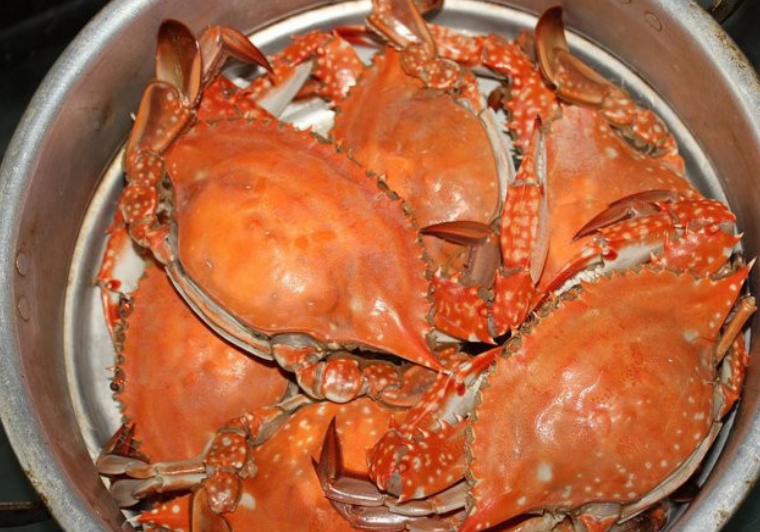  p>三疣梭子蟹(学名: i>portunus trituberculatus /i>)是梭子蟹科