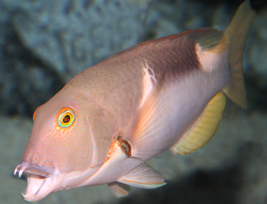  p>鞍斑猪齿鱼, i>choerodon anchorago  /i>(bloch, 1791) , a href=