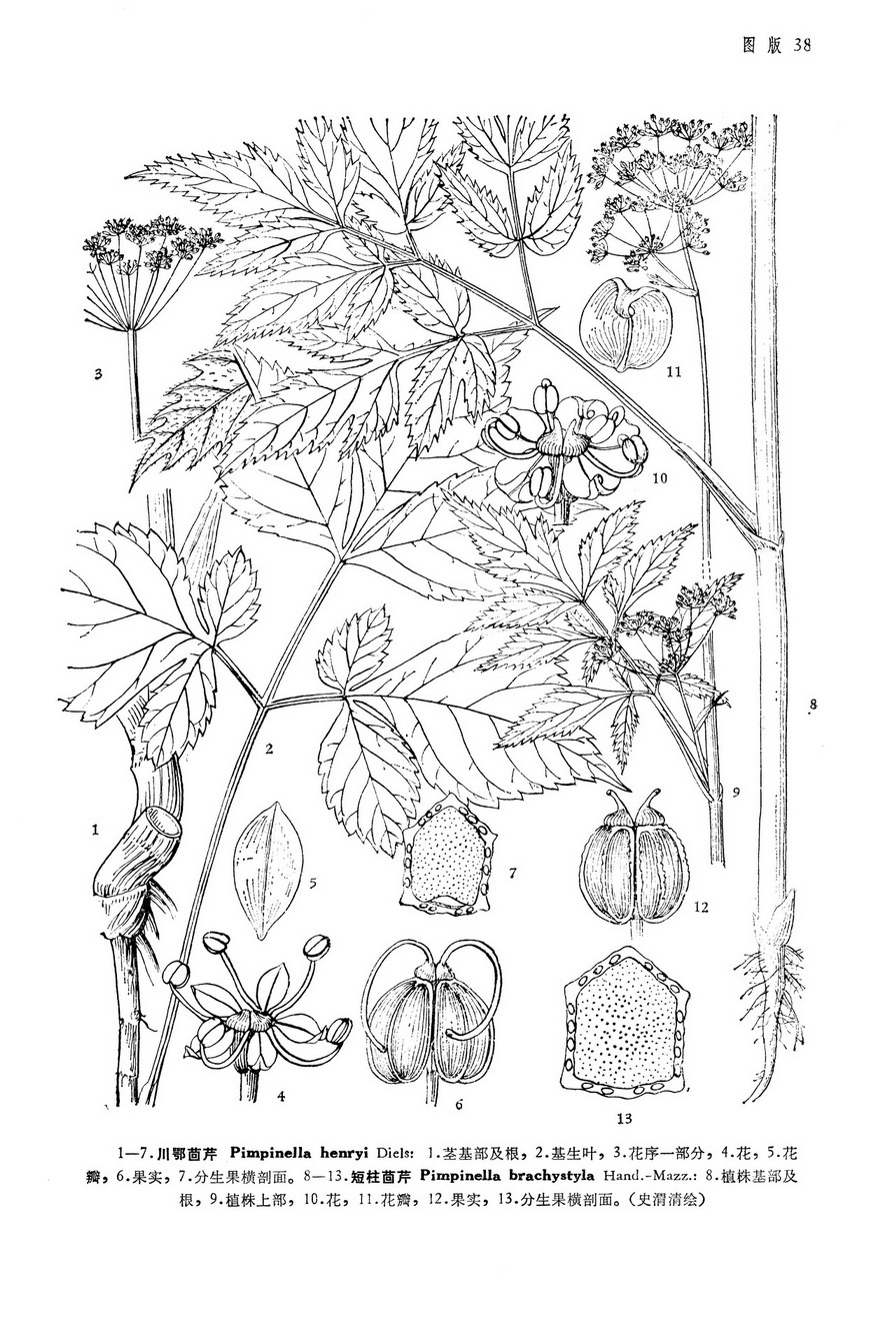 pimpinella brachystyla hand.-mazz.
