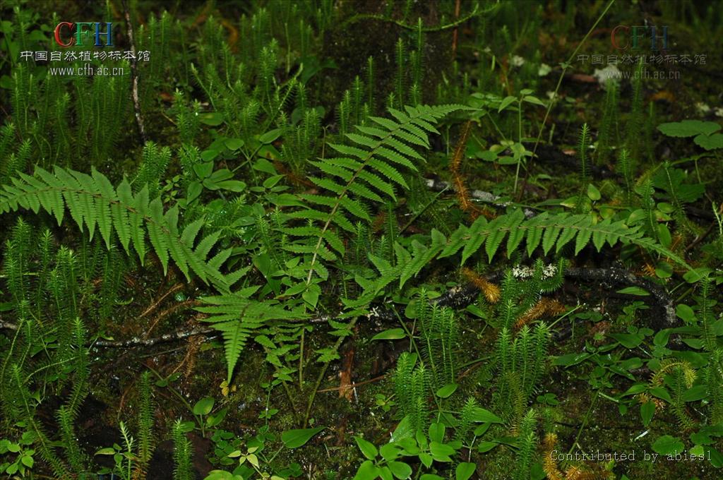  p>峨山蛾眉蕨(学名:lunathyrium wilsonii)为 a target="_blank"
