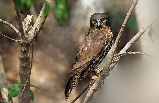 ninox scutulata
