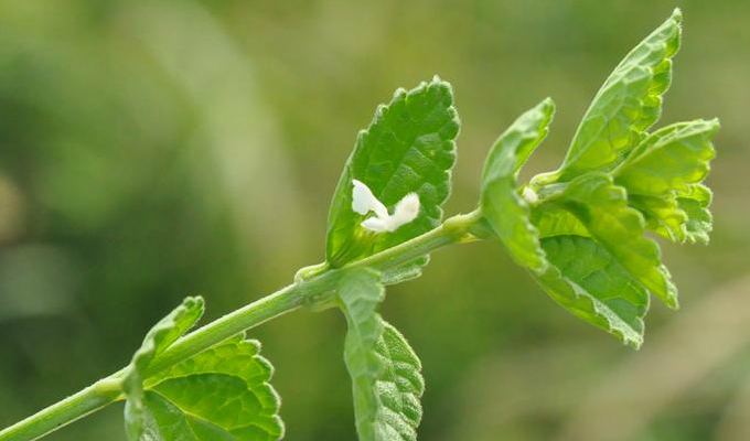  p> b>滨海白绒草 /b>(学名: b> i>leucas chinensis /i> /b>)为唇形