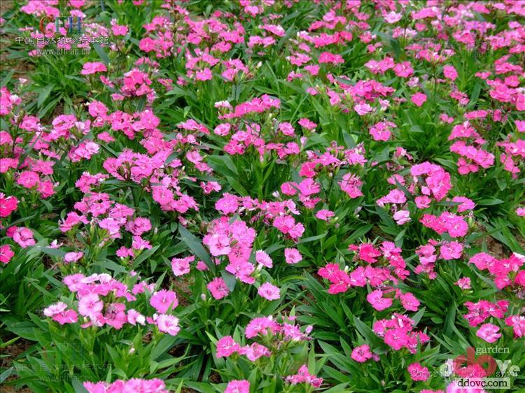  p>日本石竹(学名:dianthus japonicus thunb.