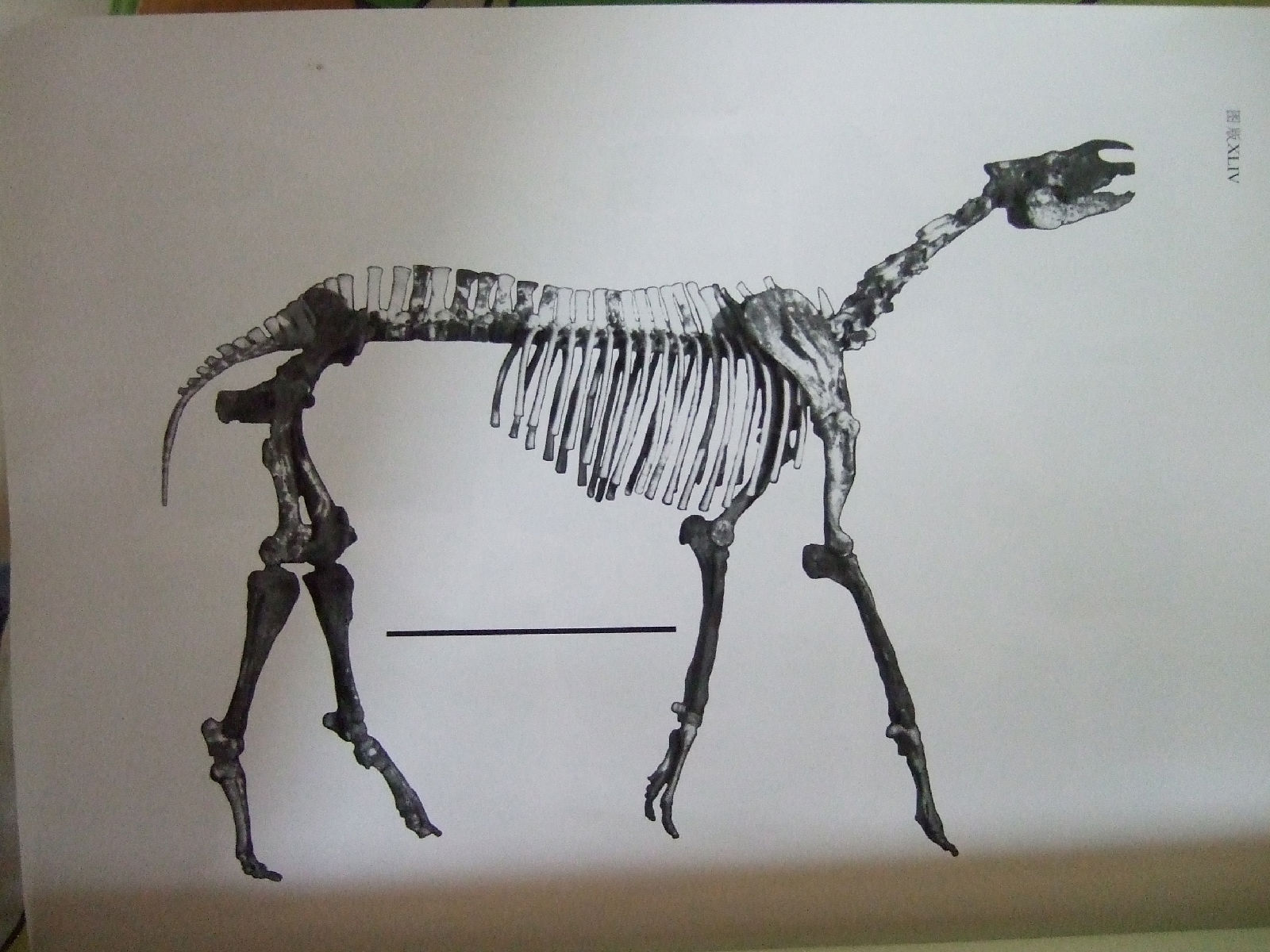 巨犀(indricotherium)