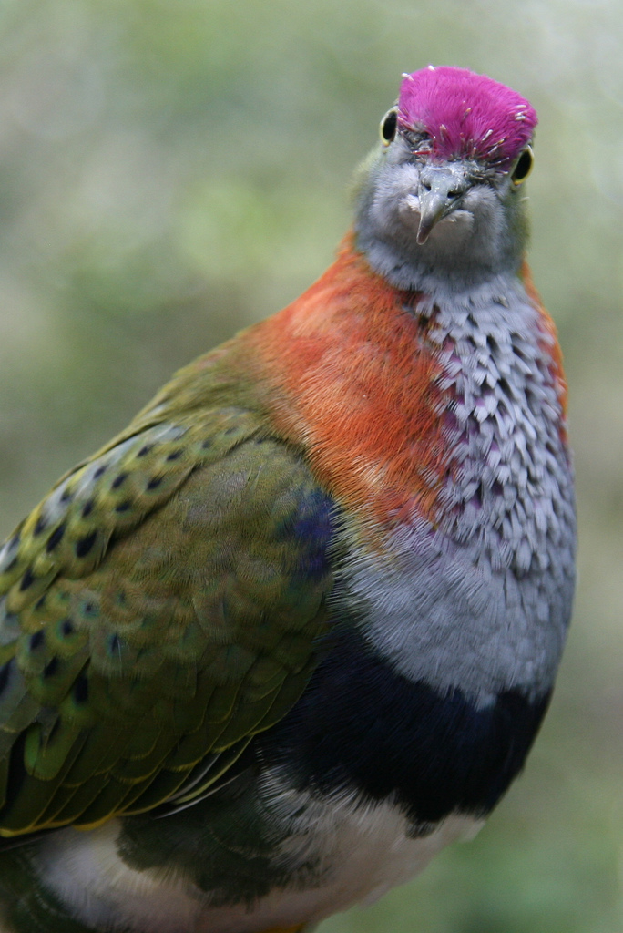  p>华丽果鸠是 a target="_blank" href="/item/鸟纲/1194548" data