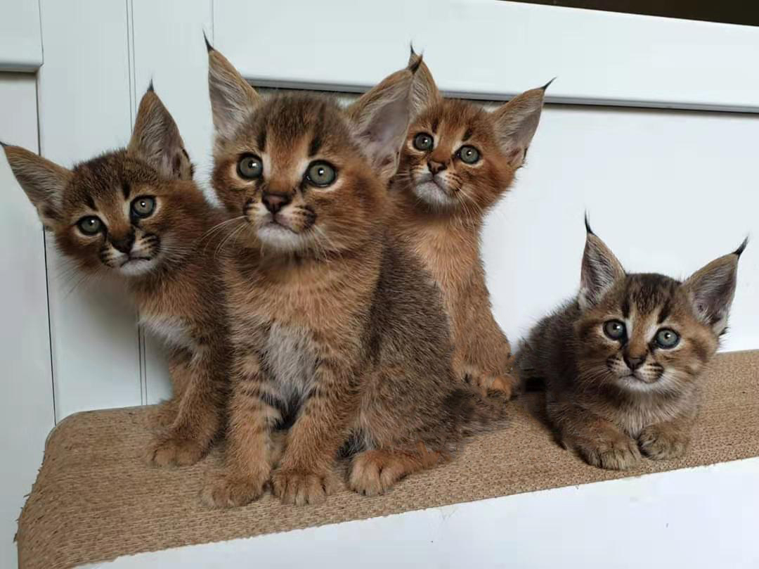  p data-id="gnbkejrm3f">卡勒拉猫(学名:cara cat),又称卡拉猫,是由 