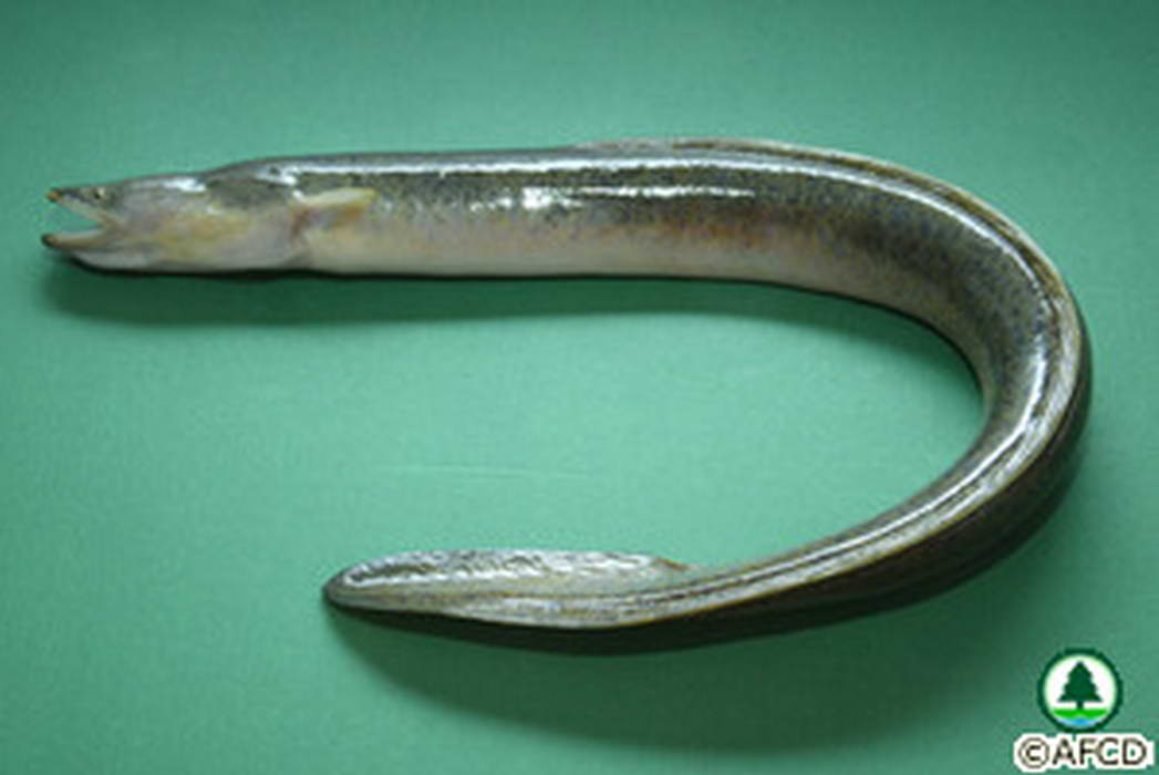  p>花鳗鲡(学名: i>anguilla marmorata /i>)是鳗鲡科,鳗鲡属动物.
