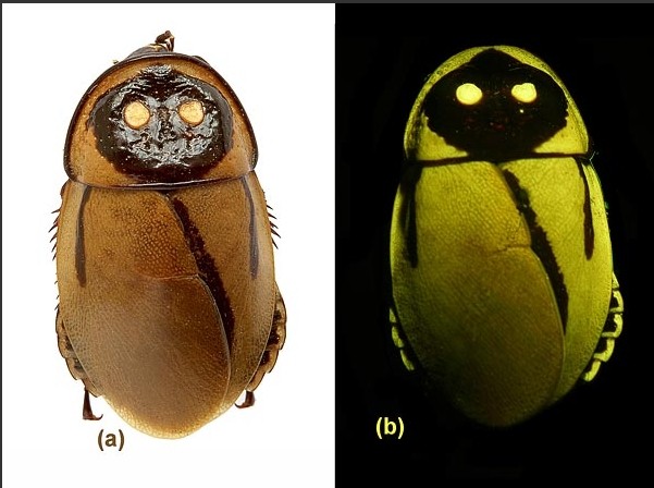 荧光蟑螂