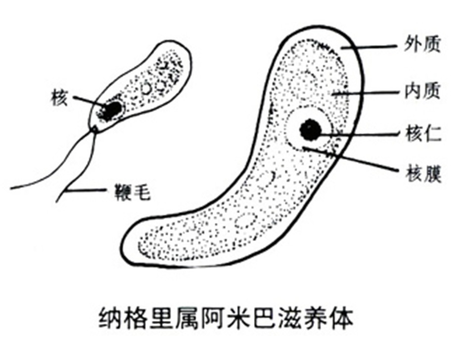 耐格里属阿米巴