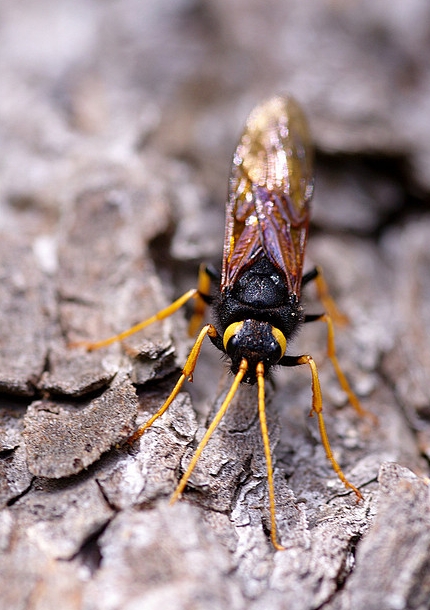  p>泰加大树蜂, i>urocerus gigas taiganus /i> beson,树蜂科大树蜂