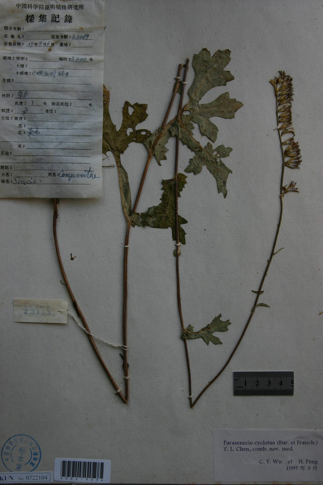  p> b>轮叶蟹甲草 /b>(学名: b> i>parasenecio cyclotus /i> /b>)是