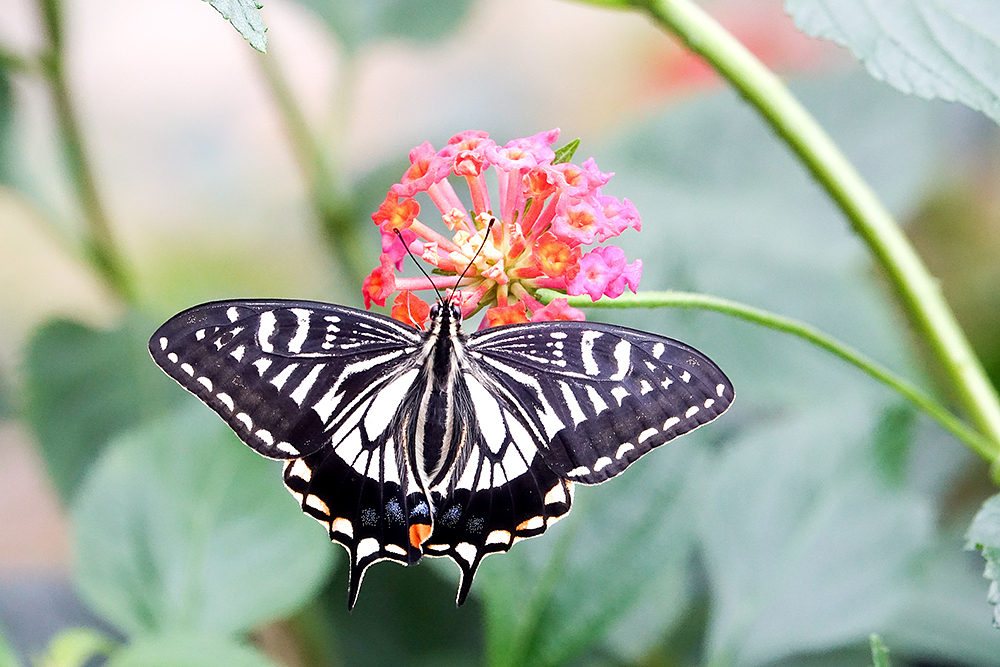  p>柑橘凤蝶(学名: i>papilio xuthus /i>)是凤蝶科,凤蝶属的蝴蝶.