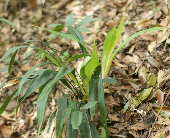  p>宽叶薹草(学名: i>carex siderosticta /i> hance)是莎草科薹草属