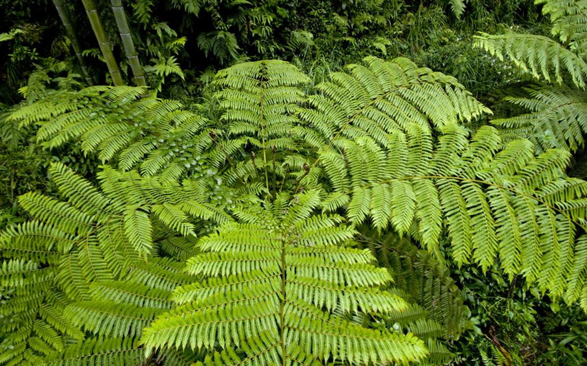 tryon),别名蛇木,是 a target="_blank" href="/item/桫椤科/1378944