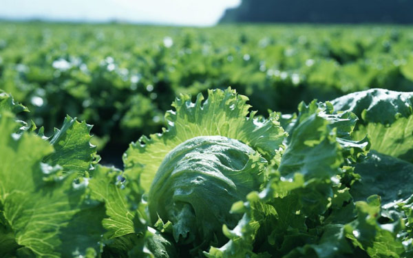  p data-id="txwfbxdvyjoa">芥菜( i>brassica juncea /i> (l.