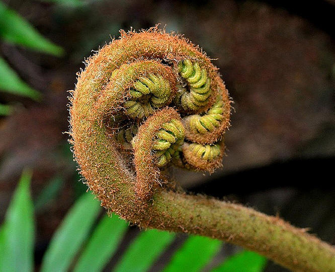  p>合囊蕨科是一类大型 a target="_blank" href="/item/蕨类植物