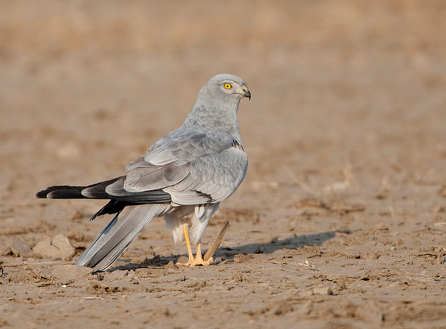  p>乌灰鹞(学名: i>circus pygargus /i>)为隼形目,鹰科鹞属的鸟类.