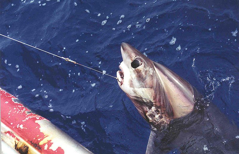 bigeye thresher shark