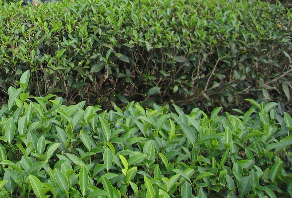  a href="#" data-lemmaid="8861324">半天妖 /a>, a href="#" data