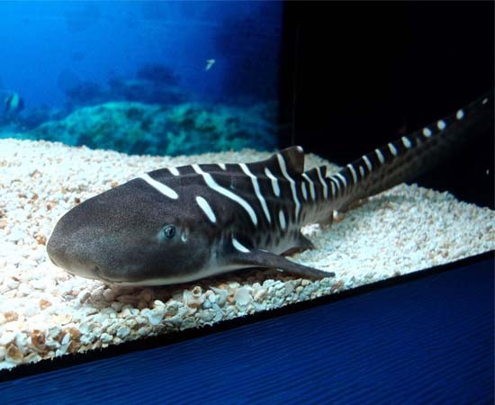  p>豹纹鲨(学名: i>stegostoma tigrinum /i>)是豹纹鲨科,豹纹鲨属