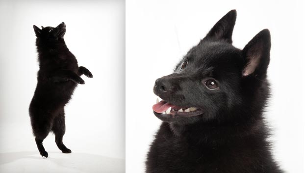 blank" href="/item/史奇派克犬">史奇派克犬