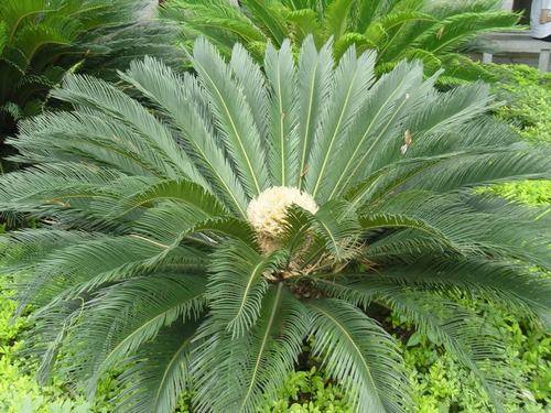  p>华南苏铁(学名: i>cycas rumphii  /i> miq)苏铁科植物.