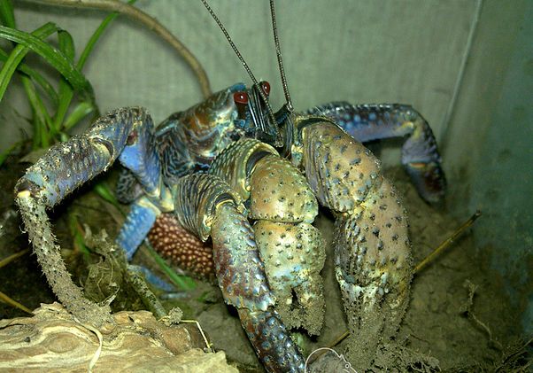 coconut crab