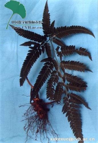 arachniodes shuangbaiensis ching