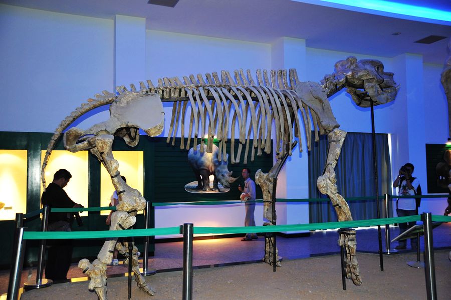 板齿犀(elasmotherium)