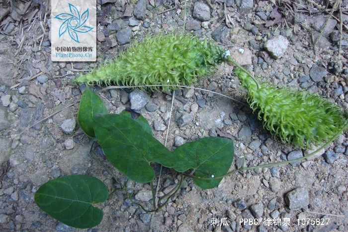  p> b>刺瓜 /b>(学名: i>cynanchum corymbosum /i>)是萝藦科 a href=