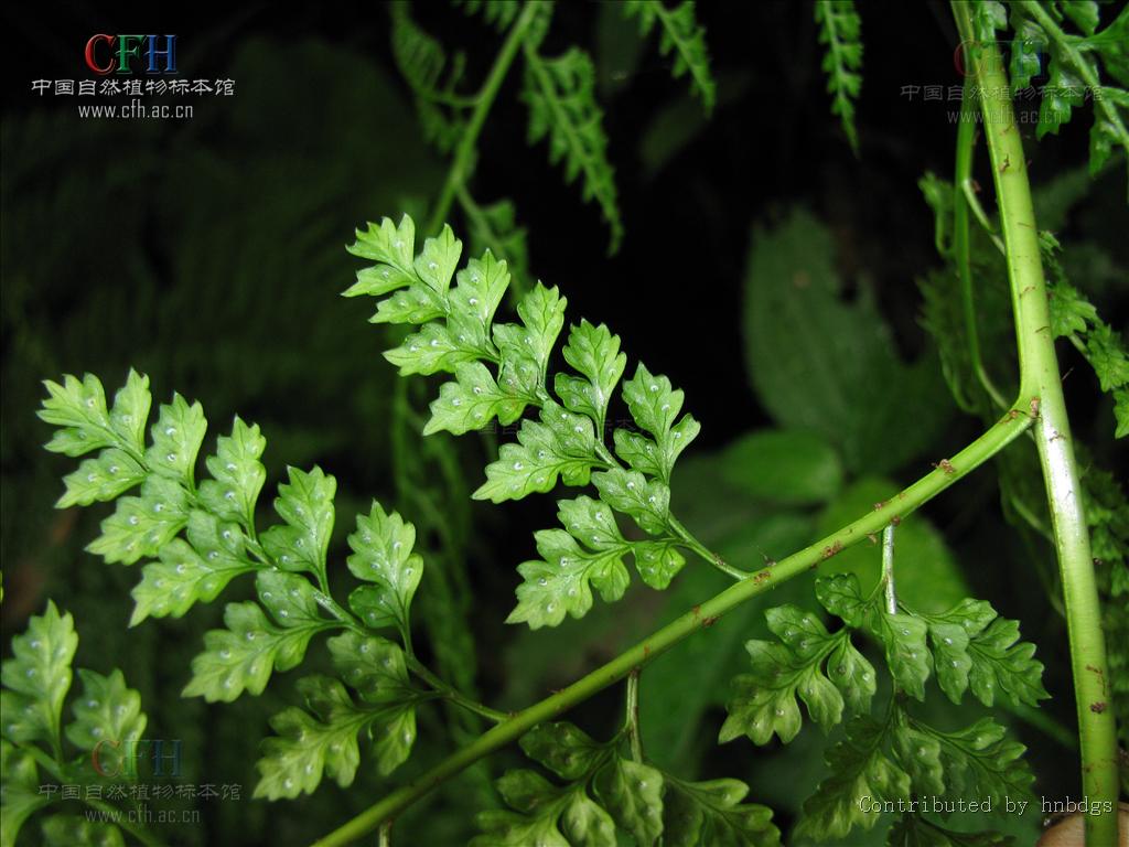 leptorumohra sinomiqueliana (ching) tagawa