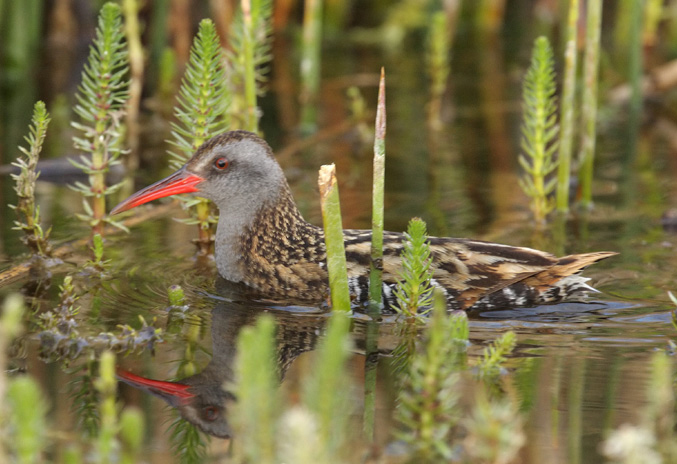  p>火地岛秧鸡(rallus antarcticus),动物界 a href="#" data-lemmaid