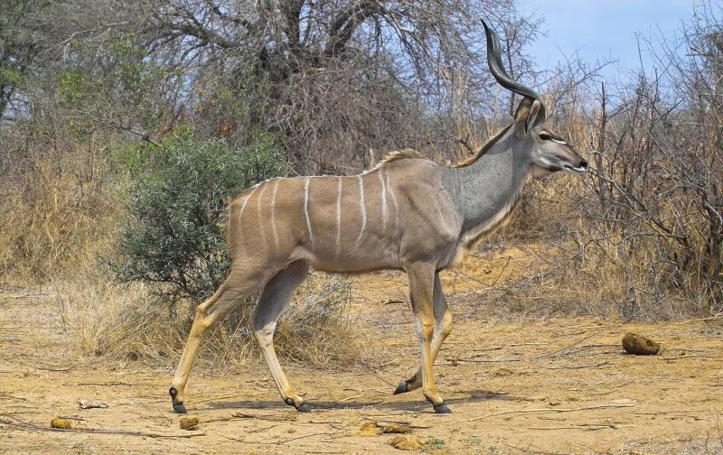  p>扭角林羚(学名: i>tragelaphus strepsiceros /i>):体长185-245