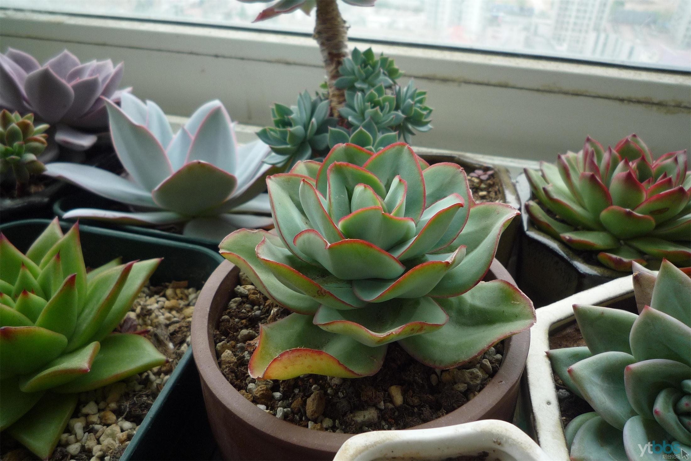 data-lemmaid="2278031">景天科 /a>拟石莲属多肉植物,也有叫刚叶莲的