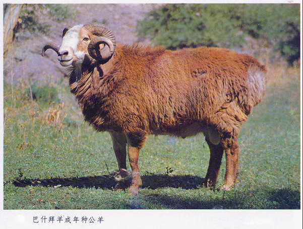 巴什拜羊